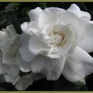 7 CUTTINGS HEIRLOOM WHITE GARDENIA BUSH CAPE JASMINE SHRUB STARTER LIVE PLANTS 7 CUTTINGS HEIRLOOM WHITE GARDENIA BUSH CAPE JASMINE SHRUB STARTER LIVE PLANTS