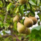5 Pear Tree Cuttings For Propagation Bartlett Fruit Easy to Root