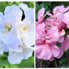 WHITE PINK PELARGONIUM PELTATUM TRAILING IVY GERANIUM LIVE PLANT 2 X 6" CUTTINGS