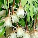 Two Cuttings NIGHT BLOOMING CEREUS EPIPHYLLUM OXYPETALUM CACTUS ORCHID 8"-10" Two Cuttings NIGHT BLOOMING CEREUS EPIPHYLLUM OXYPETALUM CACTUS ORCHID 8"-10"