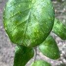 Hoya UT 038 FLORES ISLAND -Rooted Starter Plant -- 4" Pot size #P