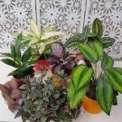 20++ House Plants Cuttings Mix Surprise Box From 10 Different Variety Read Desc 20++ House Plants Cuttings Mix Surprise Box From 10 Different Variety Read Desc