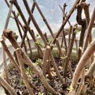 2 Healthy Live Elderberry Cuttings From 2024~No Pesticide~All Natural Fertilizer