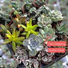 8 Live Rooted Succulents Assortment Starter Plants 8 Live Rooted Succulents Assortment Starter Plants