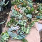 Assorted Succulent Cuttings/Clippings (50) 3"-5"Tall Variety Extras Colorful Assorted Succulent Cuttings/Clippings (50) 3"-5"Tall Variety Extras Colorful