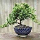 5 x Pre Bonsai Juniper 6 to 8 inch" Green mound Juniper cuttings