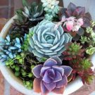 10 Assorted Succulent Cuttings Clippings for Dish Garden Terrariums Mini Fairy