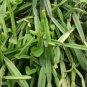 Cissus quadrangularis - Veld Grape - Weight Loss & Medicinal Succulent Cutting