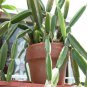 Cissus quadrangularis - Veld Grape - Weight Loss & Medicinal Succulent Cutting