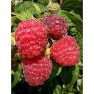 5 GIANT BLACKBERRY Fruit Tree Scion / Cutting / Rooting / Grafting 8-10 inches
