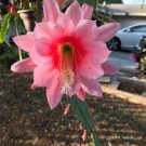 Epiphyllum Orchid Cactus ' Jalisco beauty ' - 2 Cuttings