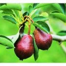 3 MOORPARK APRICOT Fruit Tree Scion / Cutting / Rooting / Grafting 10-12 INCHES