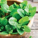 8 ROOTED 8”-15” Peppermint Plants, Organic Living mint plants Live plant starts