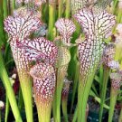 Sarracenia "Tarnok" Leucophylla live carnivorous plant Sarracenia "Tarnok" Leucophylla live carnivorous plant