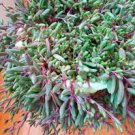 String of RUBY Succulents 6-20" CUT (PACK OF 2) fully rooted String of RUBY Succulents 6-20" CUT (PACK OF 2) fully rooted