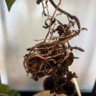 Add On- Special order for EXTREMELY Well Rooted Cuttings/plants only Add On- Special order for EXTREMELY Well Rooted Cuttings/plants only
