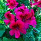 RARE HOT MAGENTA PINK HARDY PELARGONIUM GERANIUM 3 X 6" LIVE PLANT CUTTINGS