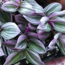 Pink Tradescantia Nanouk Live Plant (Wandering Jew) Indoor House Plant // 2" Pot Pink Tradescantia Nanouk Live Plant (Wandering Jew) Indoor House Plant // 2" Pot