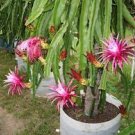 Rare Rooted Asunta 5 Ventura Dragon Fruit Cutting Rare Rooted Asunta 5 Ventura Dragon Fruit Cutting