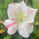 ~~IVERYYANA~~Azalea Rhododendron Deciduous Starter Plant~~WHITE & PEACH STRIPED!