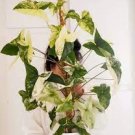 Variegated Syngonium Albo Podophyllum 2 Fresh Cuttings