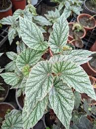 HOUSEPLANT Frosty Angel Wing Begonia - Fully rooted - Full size plants