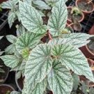 HOUSEPLANT Frosty Angel Wing Begonia - Fully rooted - Full size plants