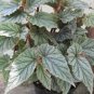 HOUSEPLANT Frosty Angel Wing Begonia - Fully rooted - Full size plants