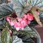HOUSEPLANT Frosty Angel Wing Begonia - Fully rooted - Full size plants