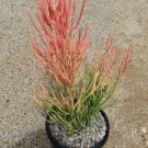 Euphorbia tirucalli - 10 Cuttings-5 inch Each-Fire Stick-Pencil Cactus-Easy Grow Euphorbia tirucalli - 10 Cuttings-5 inch Each-Fire Stick-Pencil Cactus-Easy Grow