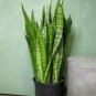 Snake Plant 'Zeylanica'