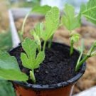 5 Fig Tree Cuttings For Propagation Brown Turkey Easy to Root