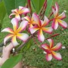 Plumeria Cutting 4-Pack! Pompano Red, Aztec Gold, Candy Stripe, Bridal Bouquet Plumeria Cutting 4-Pack! Pompano Red, Aztec Gold, Candy Stripe, Bridal Bouquet