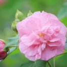 Rosemallow Confederate Rose Hibiscus mutabilis versicolor - Cuttings (15) | Rosemallow Confederate Rose Hibiscus mutabilis versicolor - Cuttings (15) |