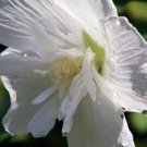 Hibiscus White Rose Of Sharon Chifon Notwoodtwo Sunny Syriacus Garden Live Plant