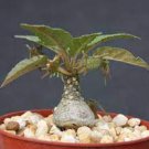 Dorstenia foetida exotic bonsai caudex rare succulent plant cactus cacti 2" pot Dorstenia foetida exotic bonsai caudex rare succulent plant cactus cacti 2" pot
