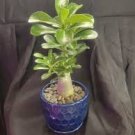 CAUDEX PLANTS MIX rare base plant exotic caudiciform succulents bonsai 50 seeds CAUDEX PLANTS MIX rare base plant exotic caudiciform succulents bonsai 50 seeds