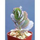 Kalanchoe fedtschenkoi f compacta, exotic rare succulent plant cactus 2" pot Kalanchoe fedtschenkoi f compacta, exotic rare succulent plant cactus 2" pot