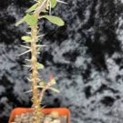 Euphorbia guillemetii hybrid rare succulent plant 4"pot Euphorbia guillemetii hybrid rare succulent plant 4"pot