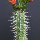 Euphorbia Viguieri exotic rare succulent cacti madagascar palm plant cactus 4" Euphorbia Viguieri exotic rare succulent cacti madagascar palm plant cactus 4"