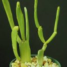 EUPHORBIA FIHERENENSIS @j@ rare exotic succulent cactus plant cacti 4" EUPHORBIA FIHERENENSIS @j@ rare exotic succulent cactus plant cacti 4"