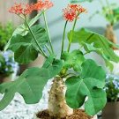 Jatropha gossypiifolia rare succulent plant cacti 4 pot Jatropha gossypiifolia rare succulent plant cacti 4 pot
