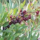 Hansen's Bush Cherry Tree seeding Nice fruit shrub Dark Red fruit LIVE PLANT