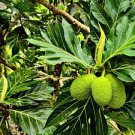 Breadfruit (Artocarpus communis) Pana Pepita Live fruit tree 10inch-24inch”