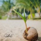 Hawaiian Coconut Live Sprouted, Ready to plant Coco Palm Tree 1 Live Seed