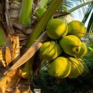 COCONUT (YELLOW) exotic plant palm tree Cocos Nucifera ready to pot ,1 live SEED