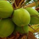 Cocos Nucifera COCONUT (YELLOW) exotic plant palm tree ready to pot ,1 live SEED