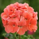6 cuttings Geranium Orange Plant Garden Classic Zonal Geranium 5 inches length