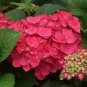 ( 1 ) - Masja Pink Mophead Hydrangea - Starter Plant ( 7m ) ( 1 live plant )