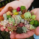 15 Assorted Varieties Live Succulent cactus Cuttings Garden Starter Plants 15 Assorted Varieties Live Succulent cactus Cuttings Garden Starter Plants